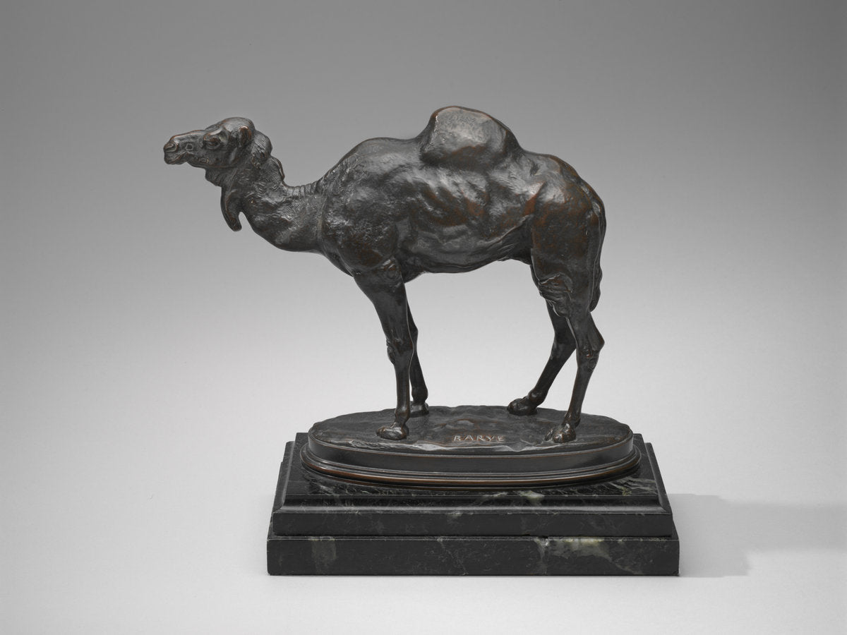 Algerian Dromedary by Antoine-Louis Barye (French, 1795 - 1875), 16X12"(A3)Poster Print
