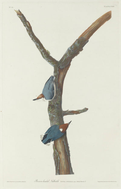 Brown-Headed Nuthatch by Robert Havell after John James Audubon (American, 1793 - 1878), 16X12"(A3)Poster Print