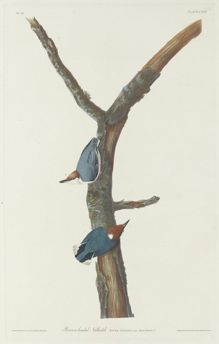 Brown-Headed Nuthatch by Robert Havell after John James Audubon (American, 1793 - 1878), 16X12