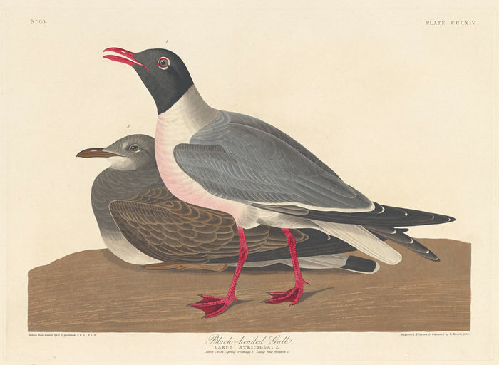 Black-headed Gull by Robert Havell after John James Audubon (American, 1793 - 1878), 16X12