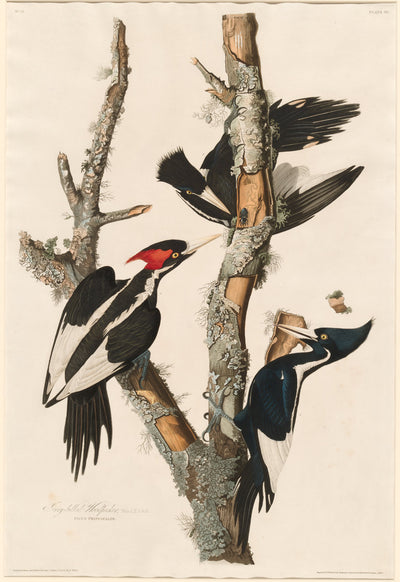 Ivory-billed Woodpecker by Robert Havell after John James Audubon (American, born England, 1793 - 1878), 16X12"(A3)Poster Print