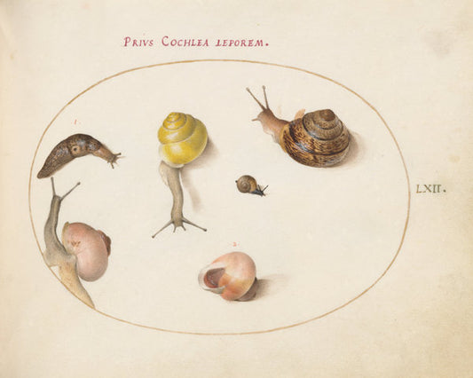 Animalia Qvadrvpedia et Reptilia (Terra): Plate LXII by Joris Hoefnagel (Flemish, 1542 - 1600), 16X12"(A3)Poster Print