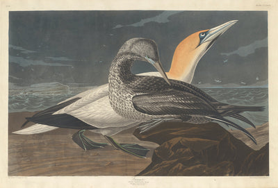 Gannet by Robert Havell after John James Audubon (American, 1793 - 1878), 16X12"(A3)Poster Print