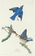Blue-Bird by Robert Havell after John James Audubon (American, 1793 - 1878), 16X12"(A3)Poster Print
