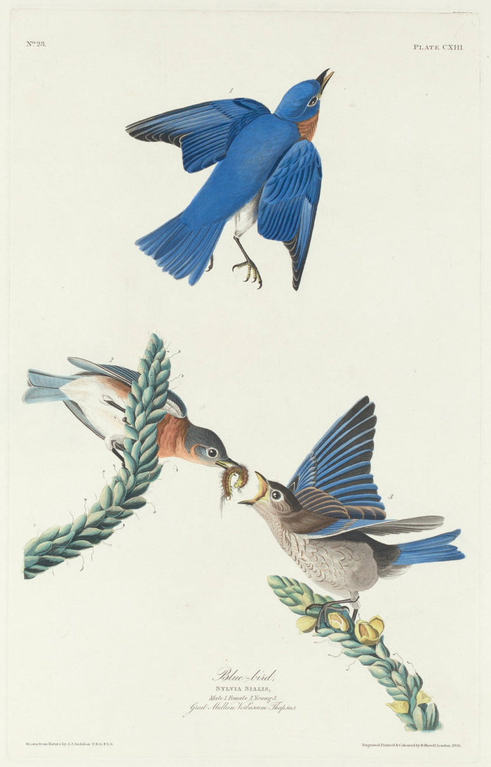 Blue-Bird by Robert Havell after John James Audubon (American, 1793 - 1878), 16X12