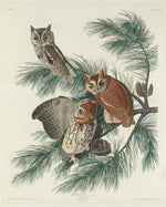 Mottled Owl by Robert Havell after John James Audubon (American, 1793 - 1878), 16X12"(A3)Poster Print