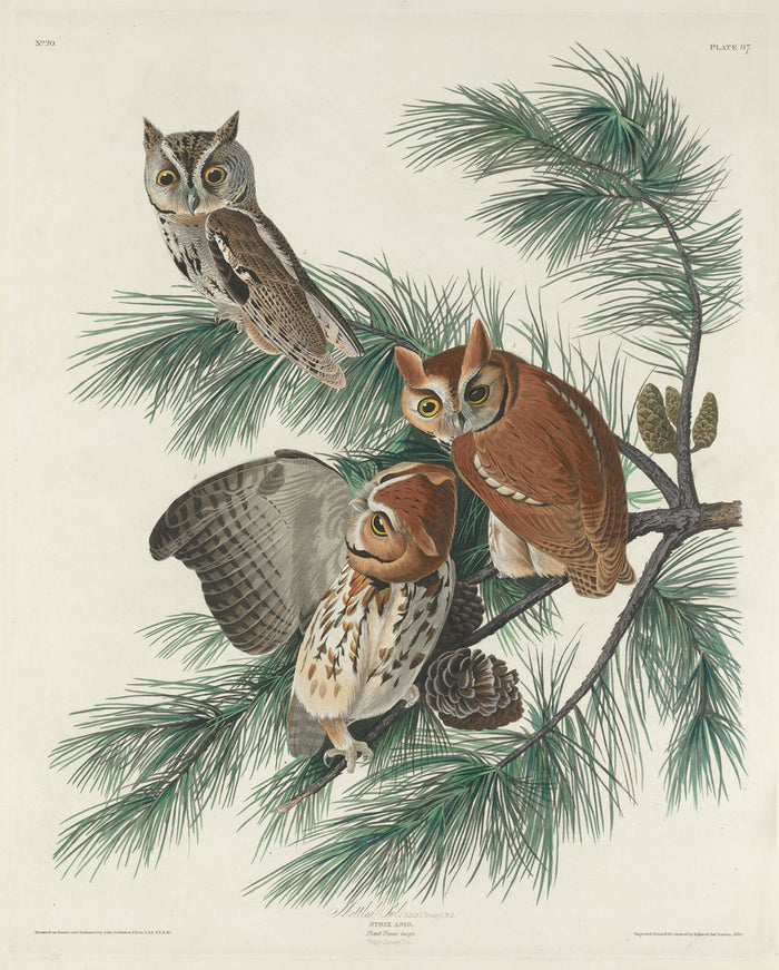 Mottled Owl by Robert Havell after John James Audubon (American, 1793 - 1878), 16X12