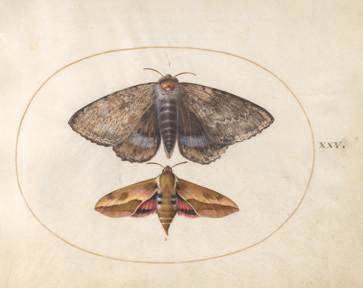 Animalia Rationalia et Insecta (Ignis):  Plate XXV by Joris Hoefnagel (Flemish, 1542 - 1600), 16X12"(A3)Poster Print