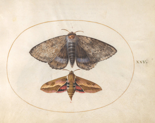 Animalia Rationalia et Insecta (Ignis):  Plate XXV by Joris Hoefnagel (Flemish, 1542 - 1600), 16X12"(A3)Poster Print