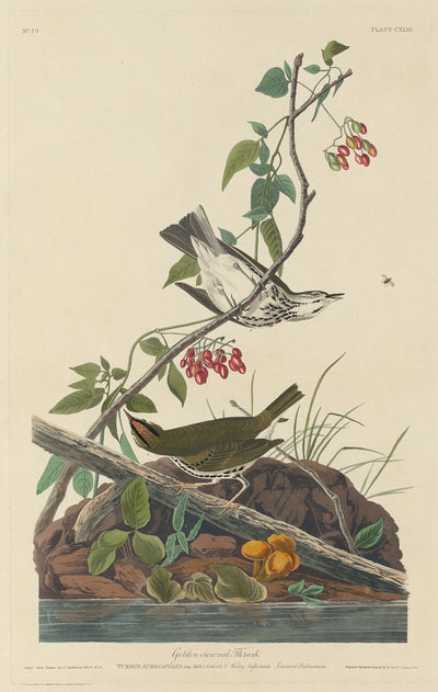 Golden-Crowned Thrush by Robert Havell after John James Audubon (American, 1793 - 1878), 16X12"(A3)Poster Print