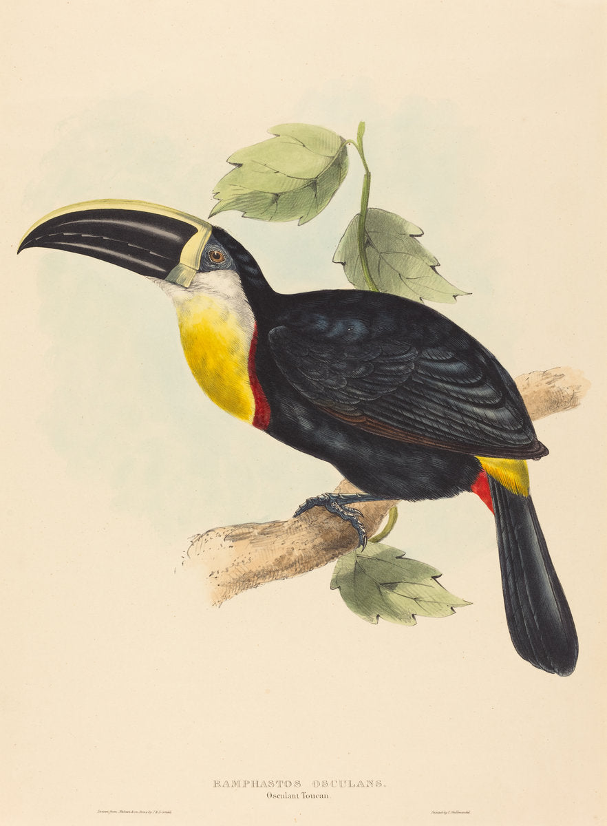 Osculant Toucan (Ramphastos osculans) by John Gould and Elizabeth Gould (British, 1804 - 1881), 16X12"(A3)Poster Print