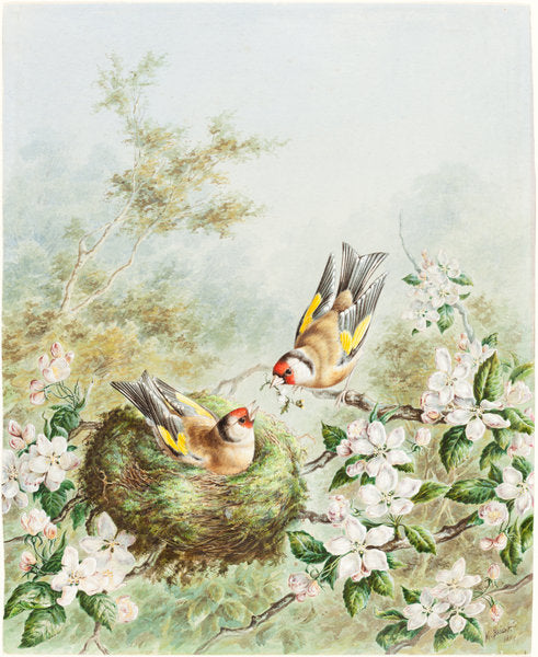 Gold Finches and Their Nest in an Apple Tree by Harry Bright (British, 1867 - 1897), 16X12"(A3)Poster Print