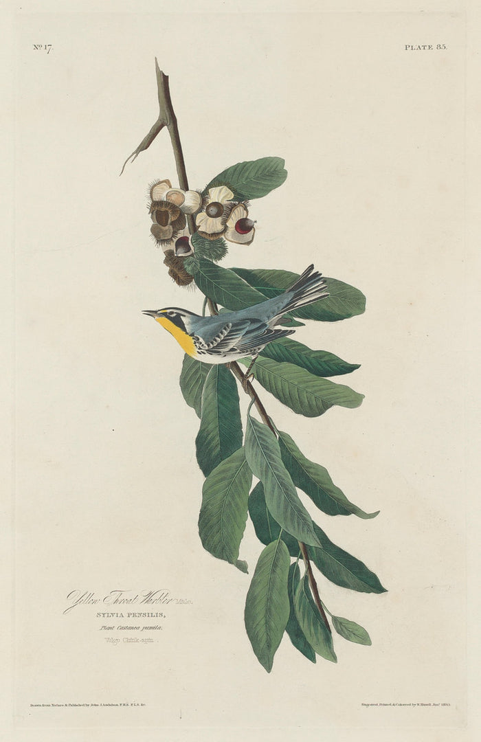 Yellow-throated Warbler by Robert Havell after John James Audubon (American, 1793 - 1878), 16X12