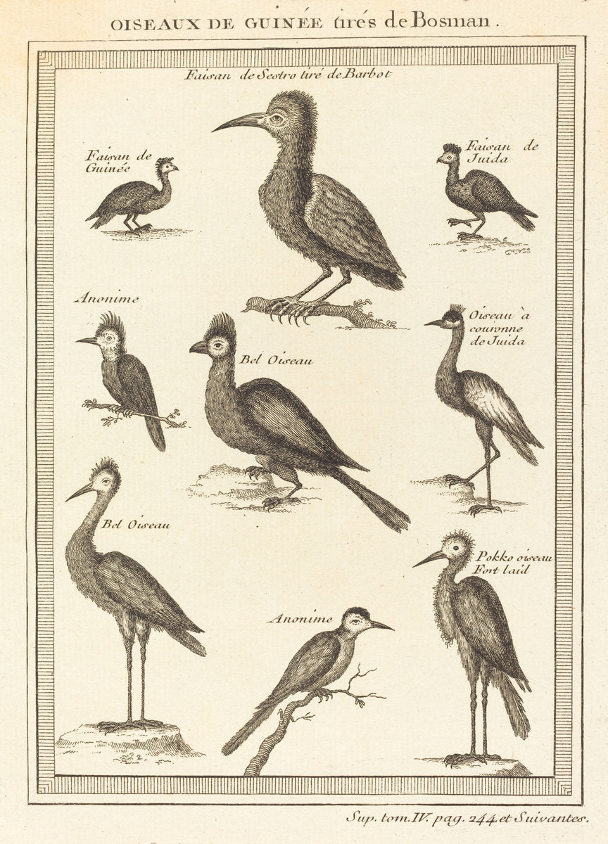 etching by French 18th Century (Oiseaux de guinee tires de bosman), 16X12"(A3)Poster Print