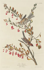 Tree Sparrow by Robert Havell after John James Audubon (American, 1793 - 1878), 16X12"(A3)Poster Print