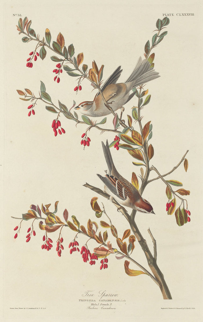 Tree Sparrow by Robert Havell after John James Audubon (American, 1793 - 1878), 16X12