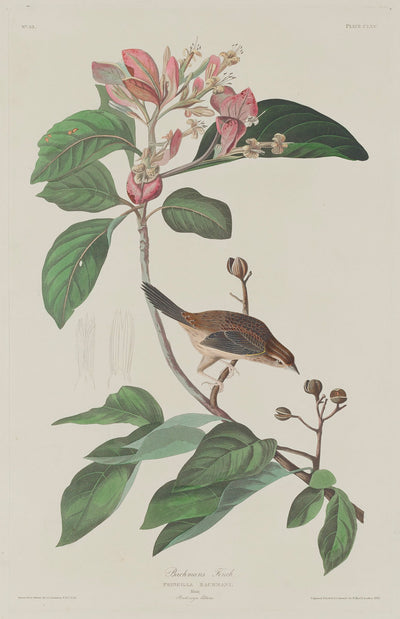 Bachmans Finch by Robert Havell after John James Audubon (American, 1793 - 1878), 16X12"(A3)Poster Print