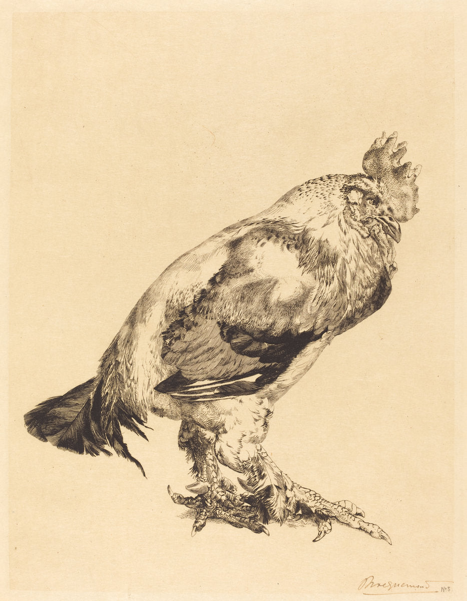 The Old Cock by Félix Bracquemond (French, 1833 - 1914), 16X12"(A3)Poster Print