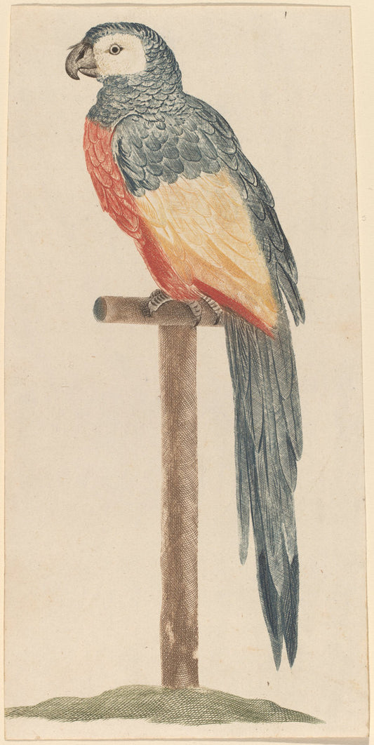 Parrot by Workshop of Johann Teyler (Dutch, 1648 - after 1697), 16X12"(A3)Poster Print