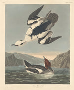 Smew or White Nun by Robert Havell after John James Audubon (American, 1793 - 1878), 16X12"(A3)Poster Print