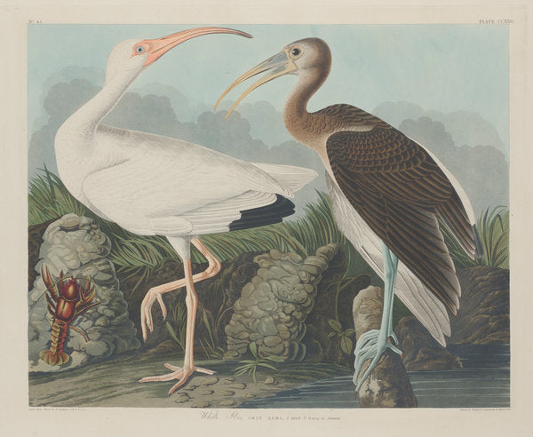 White Ibis by Robert Havell after John James Audubon (American, 1793 - 1878), 16X12"(A3)Poster Print