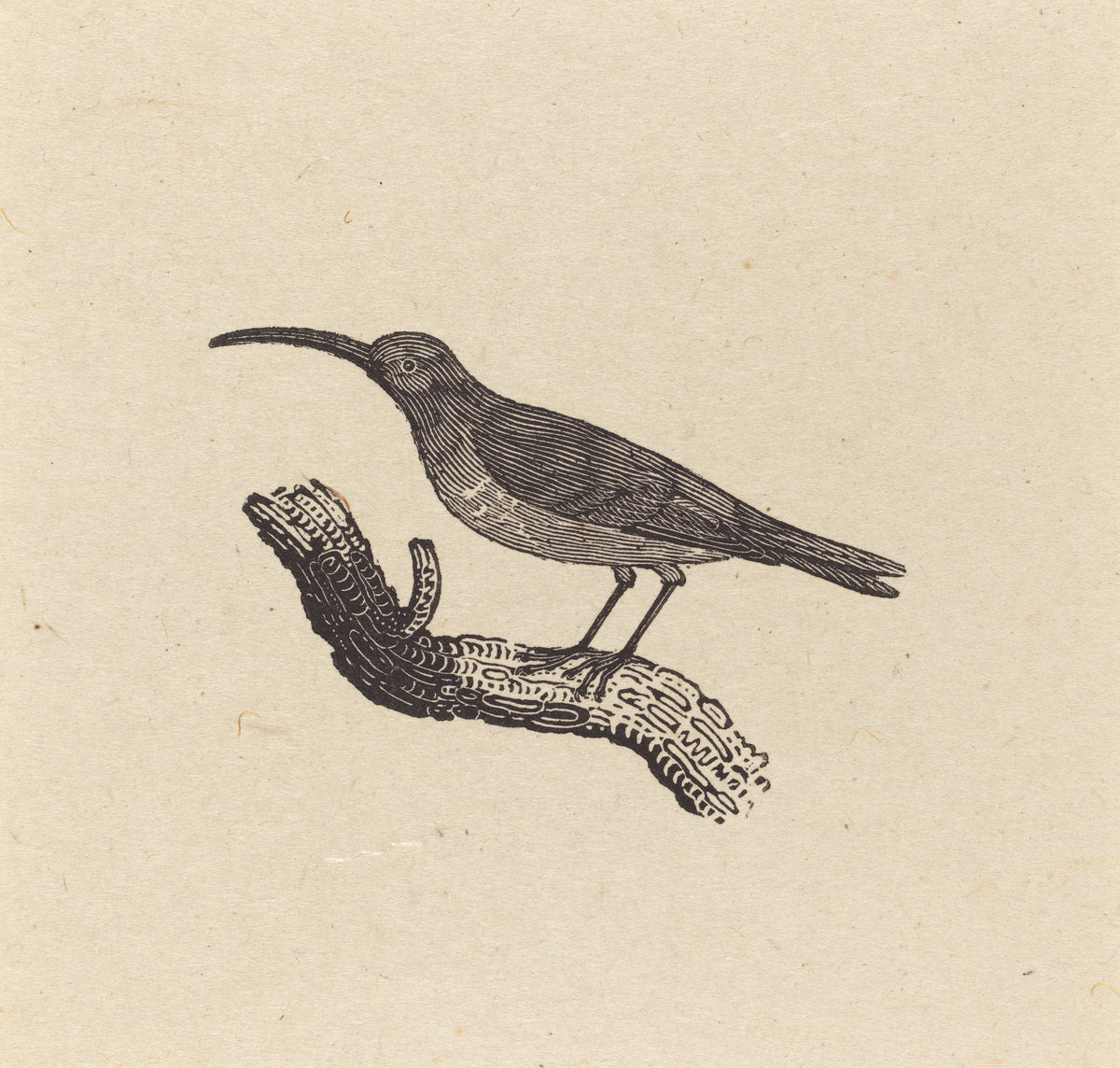 A Bird by Thomas Bewick (British, 1753 - 1828), 16X12"(A3)Poster Print
