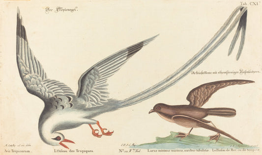 The Tropic Bird (Phaeton aethereus) by Johann Michael Seligmann after Mark Catesby (German, 1720 - 1762), 16X12"(A3)Poster Print