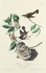 American Redstart by Robert Havell after John James Audubon (American, 1793 - 1878), 16X12"(A3)Poster Print