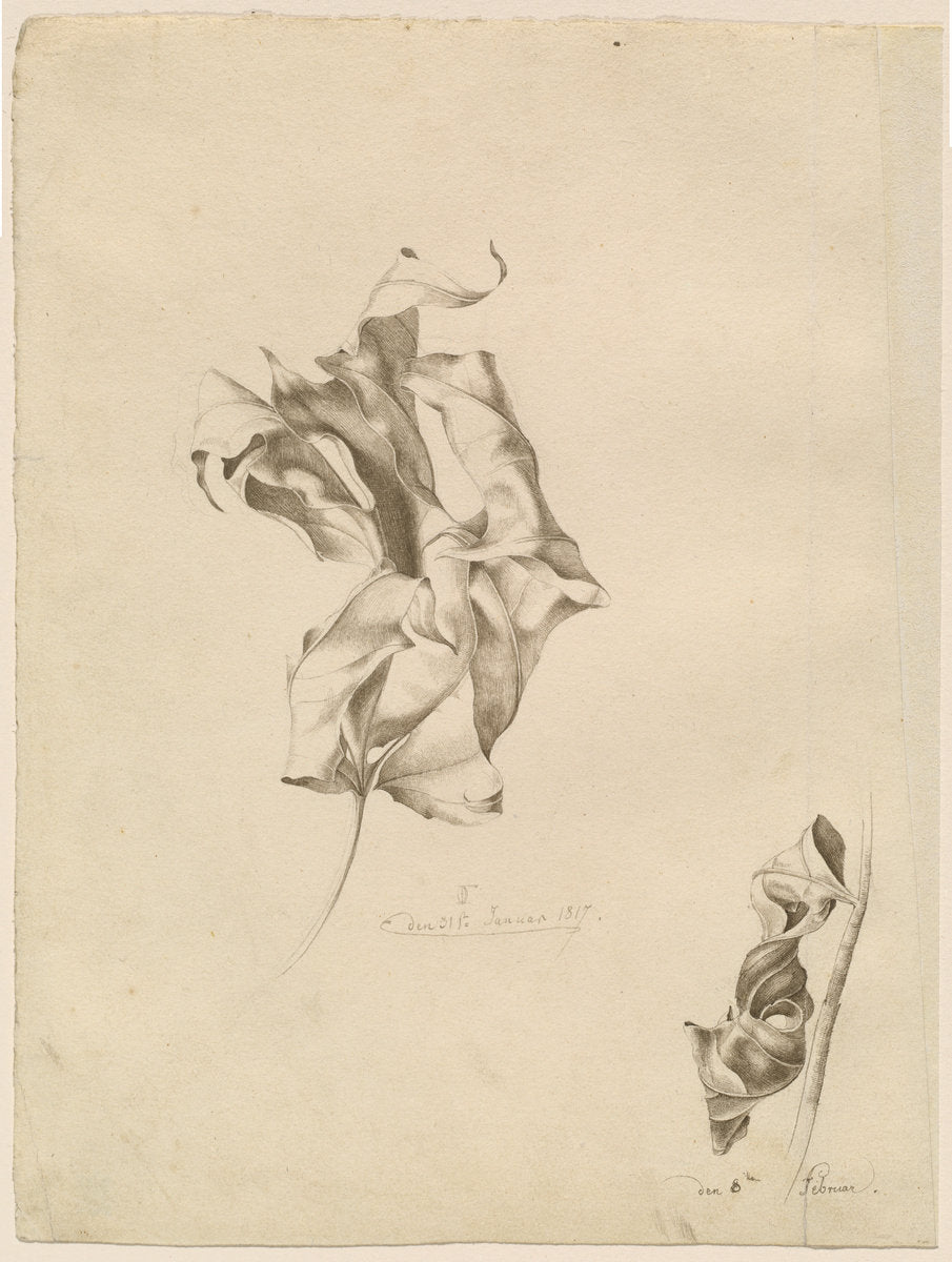 Shriveled Leaves by Friedrich Olivier (German, 1791 - 1859), 16X12"(A3)Poster Print
