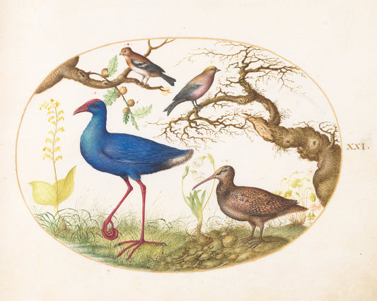 Animalia Volatilia et Amphibia (Aier): Plate XXI by Joris Hoefnagel (Flemish, 1542 - 1600), 16X12"(A3)Poster Print