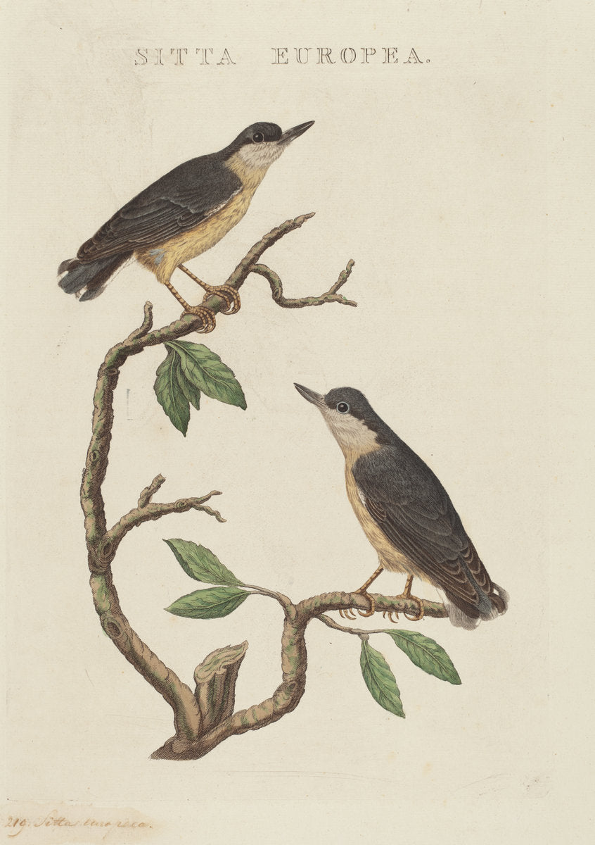 hand-colored etching on laid paper by American 19th Century (Sitta europea), 16X12"(A3)Poster Print