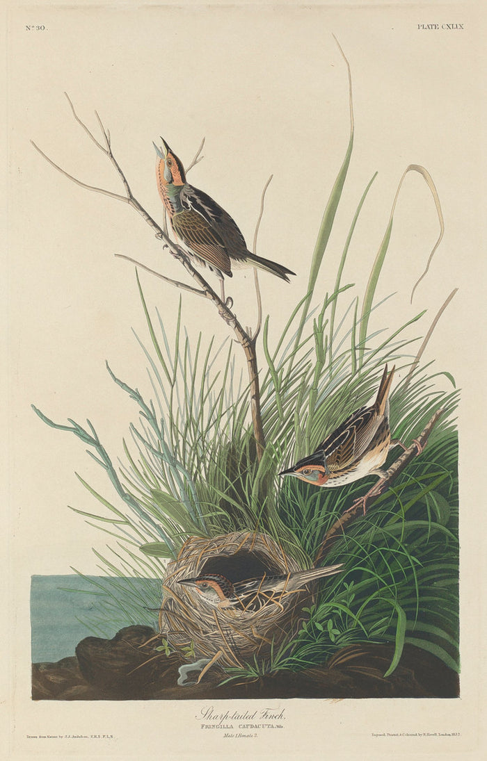 Sharp-Tailed Finch by Robert Havell after John James Audubon (American, 1793 - 1878), 16X12