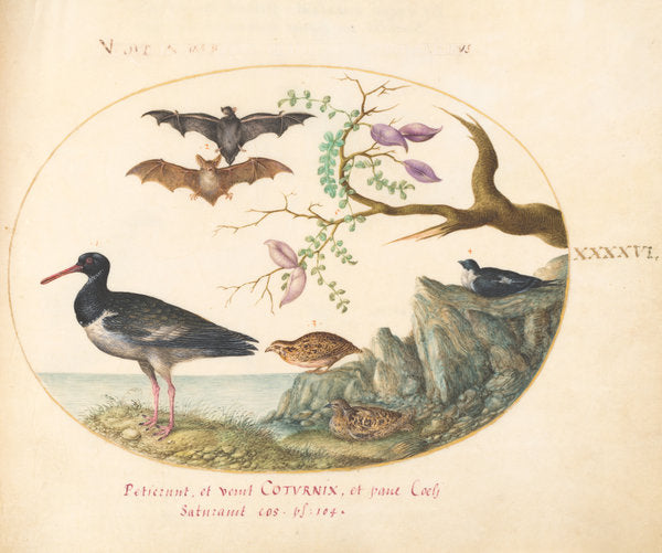 Animalia Volatilia et Amphibia (Aier): Plate XLVI by Joris Hoefnagel (Flemish, 1542 - 1600), 16X12"(A3)Poster Print