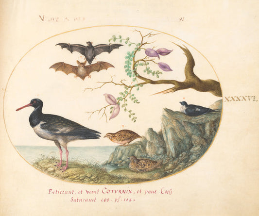 Animalia Volatilia et Amphibia (Aier): Plate XLVI by Joris Hoefnagel (Flemish, 1542 - 1600), 16X12"(A3)Poster Print
