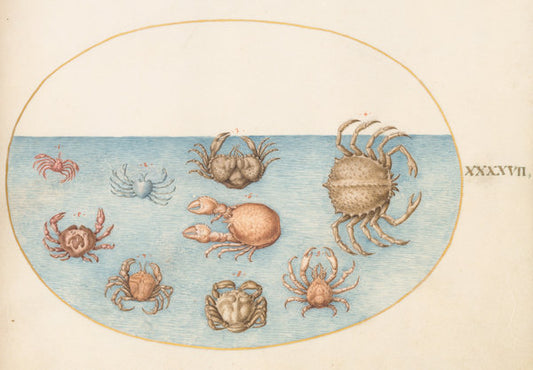 Animalia Aqvatilia et Cochiliata (Aqva): Plate XLVII by Joris Hoefnagel (Flemish, 1542 - 1600), 16X12"(A3)Poster Print