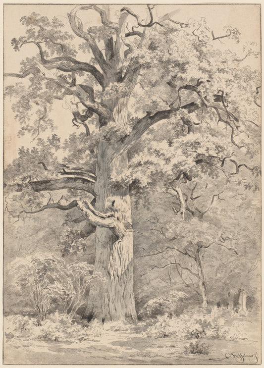 A Giant Oak at the Edge of a Forest by Cornelis Steffelaar (Dutch, 1795 - 1861), 16X12"(A3)Poster Print