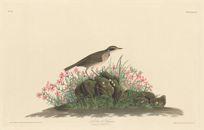 Prairie Titlark by Robert Havell after John James Audubon (American, 1793 - 1878), 16X12"(A3)Poster Print