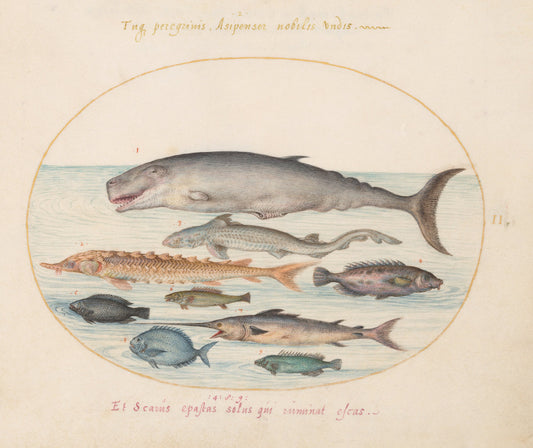 Animalia Aqvatilia et Cochiliata (Aqva): Plate II by Joris Hoefnagel (Flemish, 1542 - 1600), 16X12"(A3)Poster Print