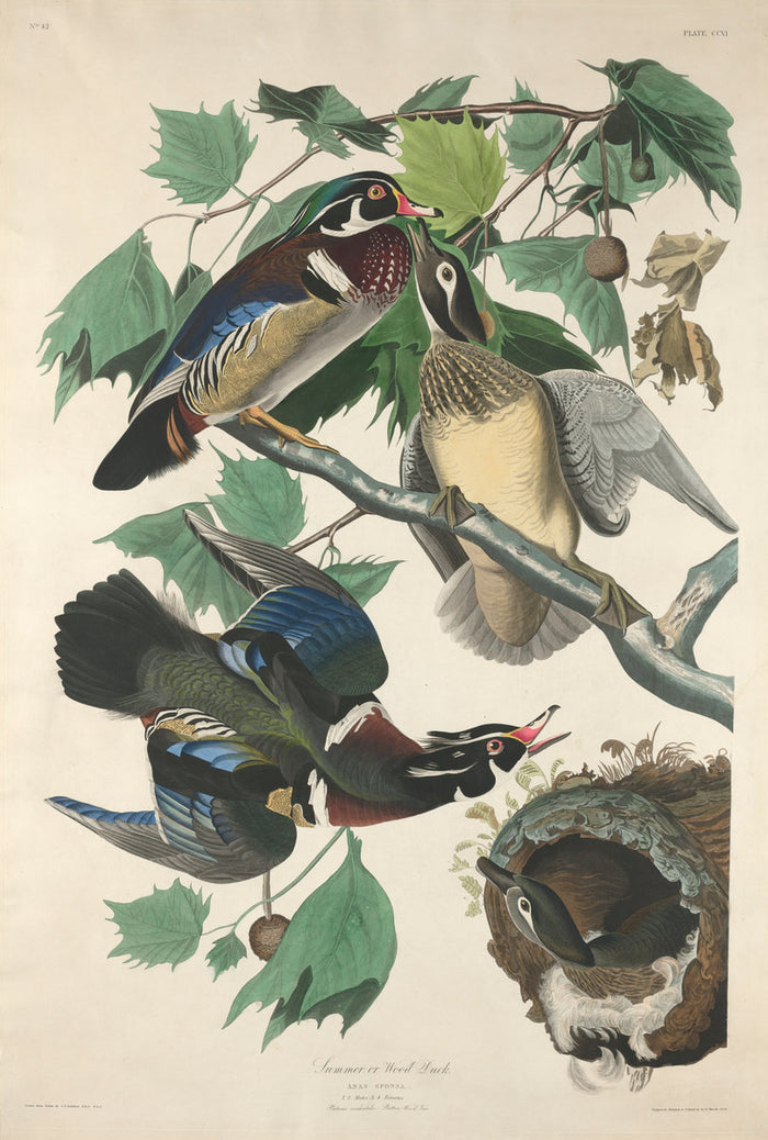 Summer or Wood Duck by Robert Havell after John James Audubon (American, 1793 - 1878), 16X12