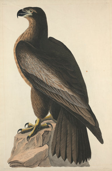 The Bird of Washington or Great American Sea Eagle by Robert Havell after John James Audubon (American, 1793 - 1878), 16X12"(A3)Poster Print