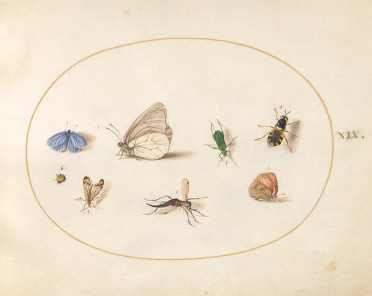 Animalia Rationalia et Insecta (Ignis):  Plate XIX by Joris Hoefnagel (Flemish, 1542 - 1600), 16X12"(A3)Poster Print