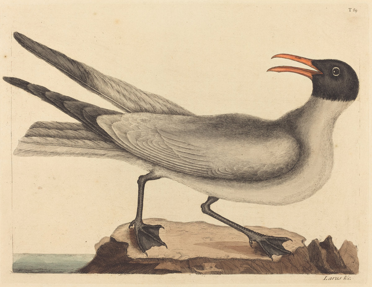 The Laughing Gull (Larus articilla) by Mark Catesby (English, 1679 - 1749), 16X12"(A3)Poster Print
