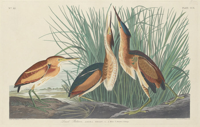 Least Bittern by Robert Havell after John James Audubon (American, 1793 - 1878), 16X12