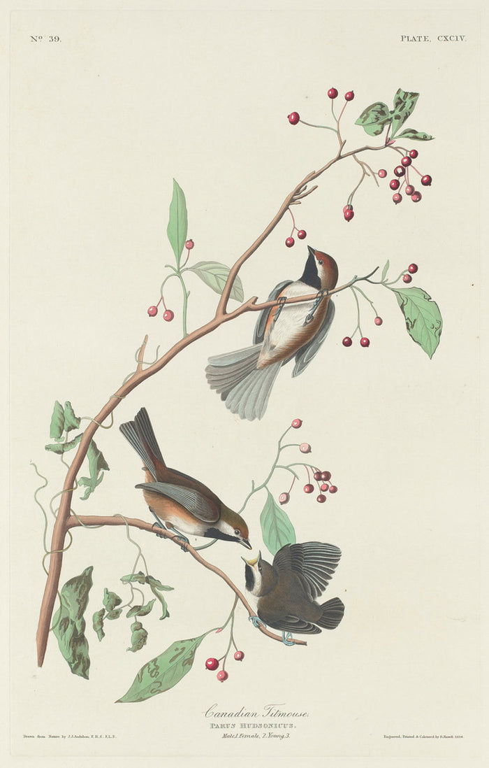 Canadian Titmouse by Robert Havell after John James Audubon (American, 1793 - 1878), 16X12