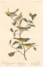 Black-throated Green Warbler, Blackburnian Warbler and Mourning Warbler by Robert Havell after John James Audubon (American, 1793 - 1878), 16X12"(A3)Poster Print