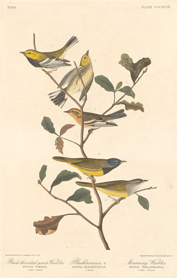 Black-throated Green Warbler, Blackburnian Warbler and Mourning Warbler by Robert Havell after John James Audubon (American, 1793 - 1878), 16X12