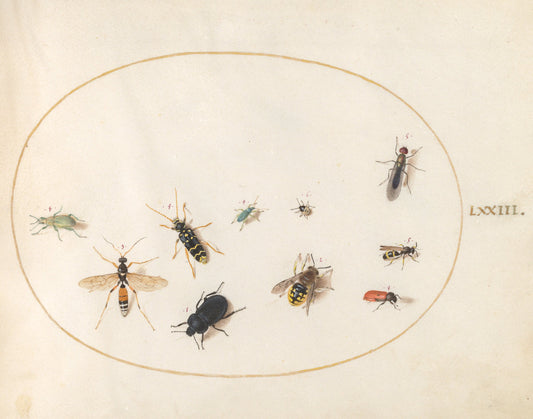 Animalia Rationalia et Insecta (Ignis):  Plate LXXIII by Joris Hoefnagel (Flemish, 1542 - 1600), 16X12"(A3)Poster Print