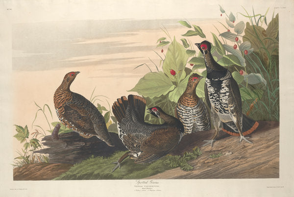 Spotted Grous by Robert Havell after John James Audubon (American, 1793 - 1878), 16X12