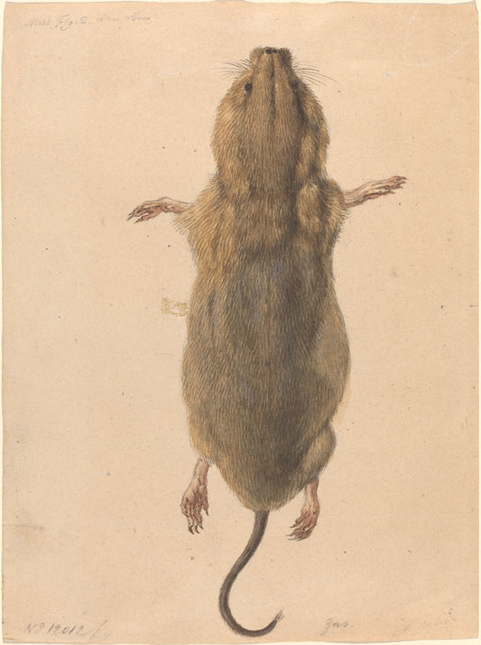 A Field Mouse, from Above by Johann Rudolph Schellenberg (Swiss, 1740 - 1806), 16X12"(A3)Poster Print