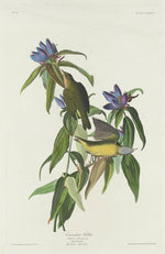 Connecticut Warbler by Robert Havell after John James Audubon (American, 1793 - 1878), 16X12"(A3)Poster Print